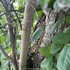 Tree-Removal-with-Bee-Hive-in-Stevensville-MD 10